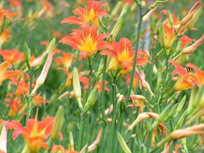 大花萱草種子的播種時(shí)間是什么時(shí)候？