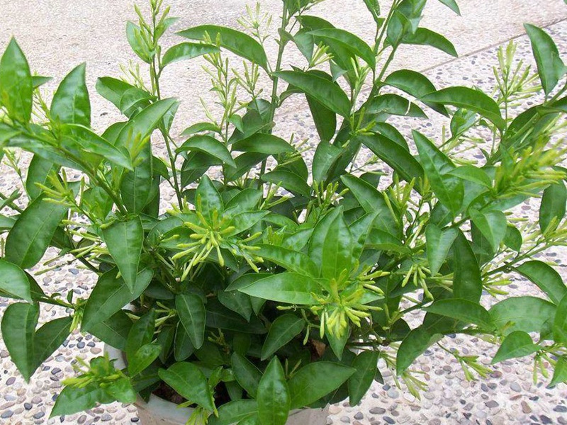 1596978173110973.jpg 1.jpg