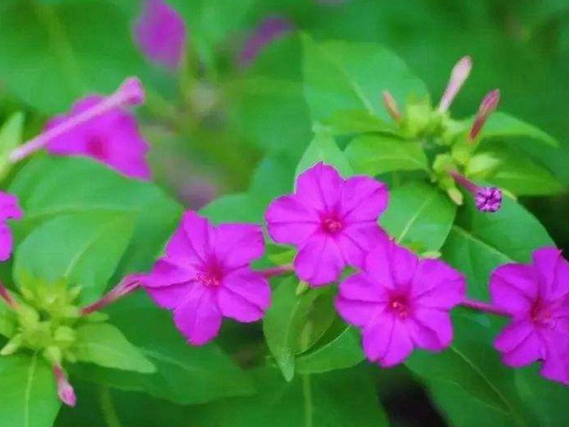 1596978176965041.jpg 2.jpg