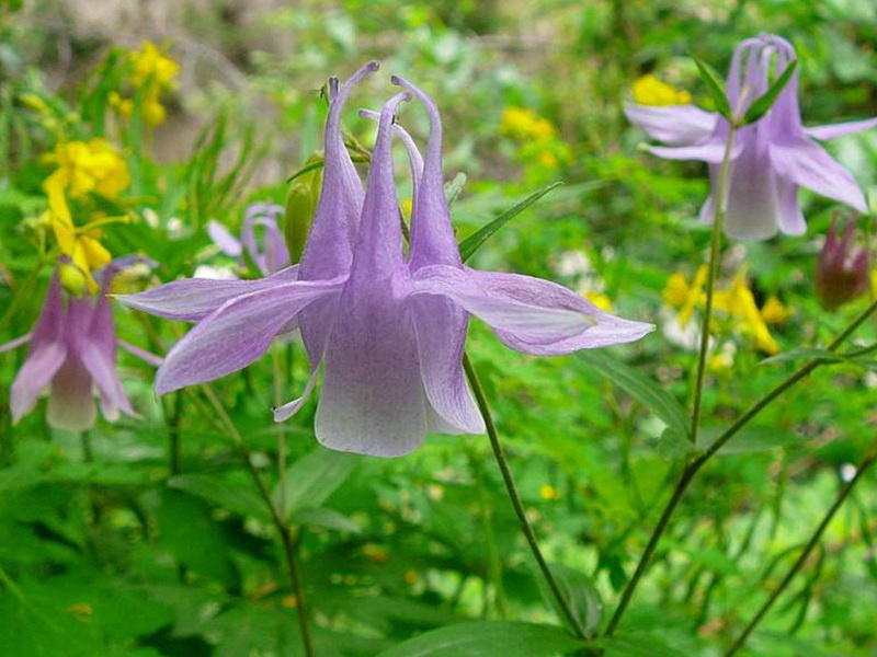 1597927473871317.jpg 7.jpg