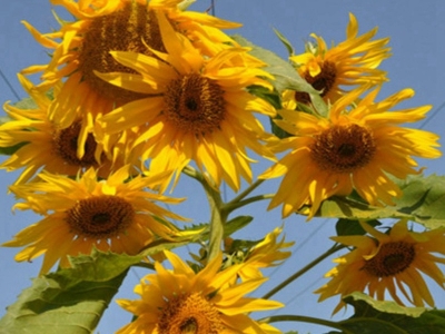 多頭向日葵種子去哪買？