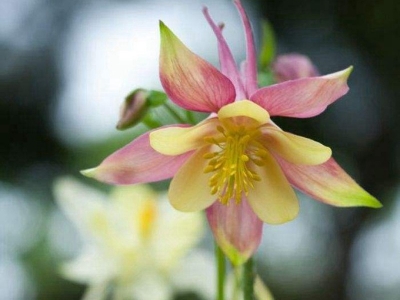 小花耬斗菜種子可以去哪兒買得到？