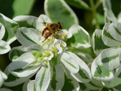 銀邊翠種子的播種量每畝地多少？