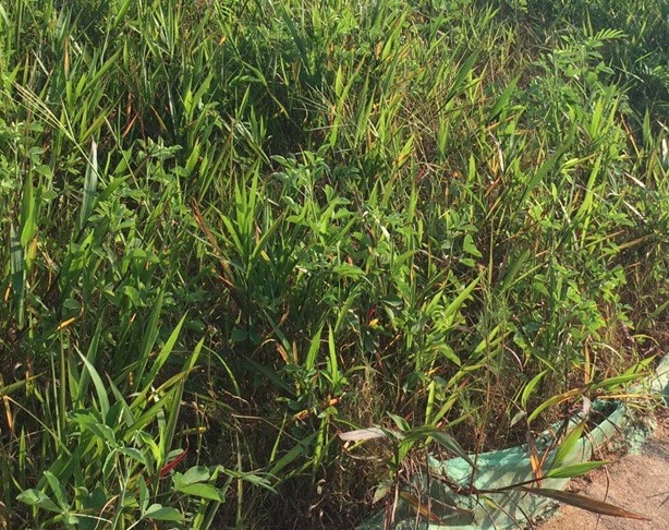 1599179230303166.jpg image.jpg