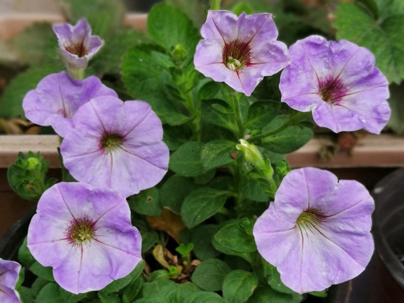 1600002027459703.jpg 13.jpg