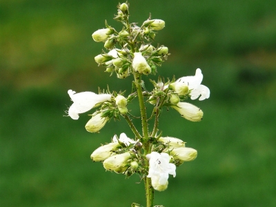 釣鐘柳種子該去哪購買？