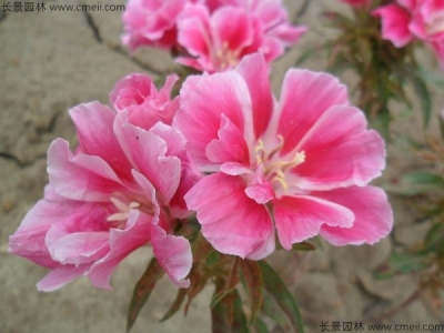 古代稀種子如何播種？