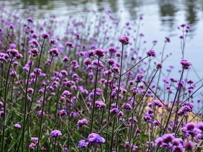 闊葉馬鞭草種子去哪購買？