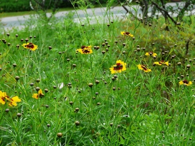 蛇目菊種子的播種量是多少呢？