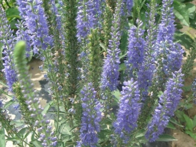 婆婆納種子應(yīng)如何種植？