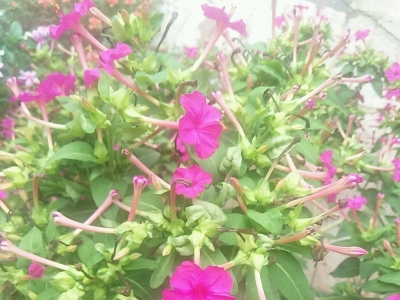 紫茉莉種子的批發(fā)價格是多少？