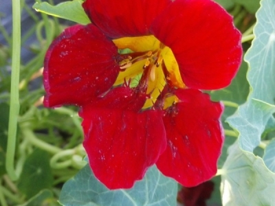 旱金蓮種子怎么種？