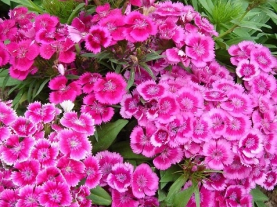 常夏石竹種子幾月播種最好？