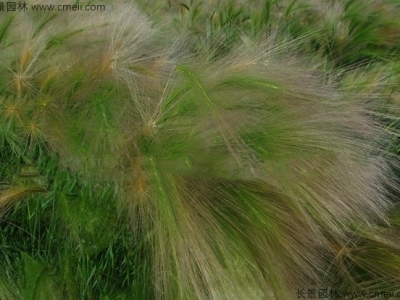 狗尾草種子多少錢一斤？