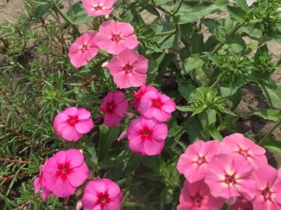 福祿考種子多少錢一斤？