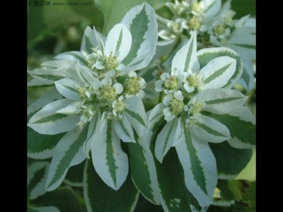 銀邊翠種子幾天發(fā)芽