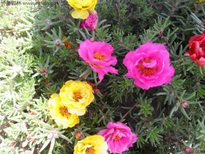 半枝蓮種子多少錢(qián)一斤