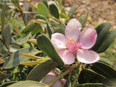 桃金娘種子怎么種植？