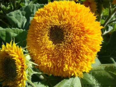 矮向日葵種子多少錢一斤？