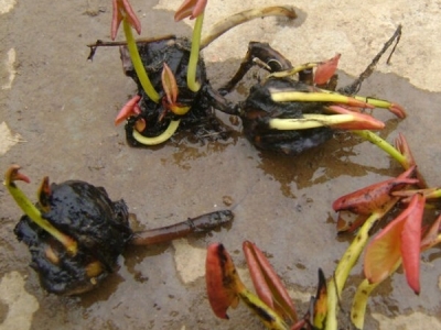 睡蓮種子多少錢一斤？