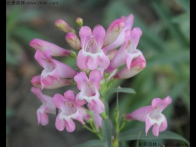 到哪里可以購買吊鐘柳種子