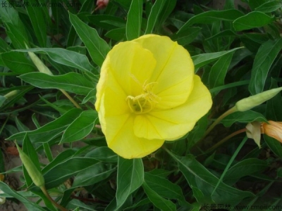 到哪里可以購買夜來香種子