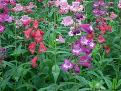 釣鐘柳種子播種后幾天發(fā)芽