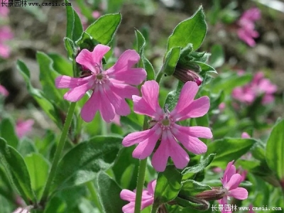 矮雪輪種子在播種后幾天發(fā)芽？