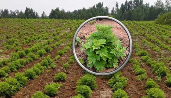 1626953517885018.jpg image.jpg