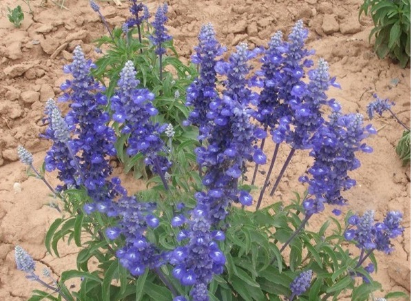 1627130594719706.jpg image.jpg