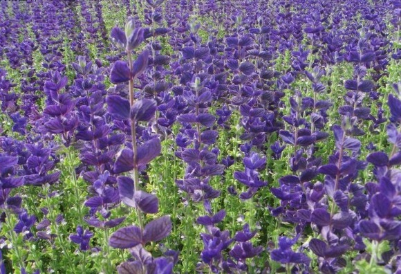 1627130602466698.jpg 1627130602466698.jpg