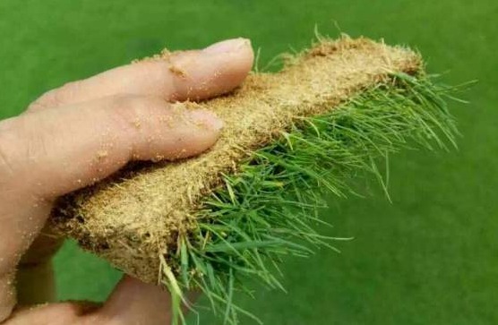 1627463609367753.jpg image.jpg