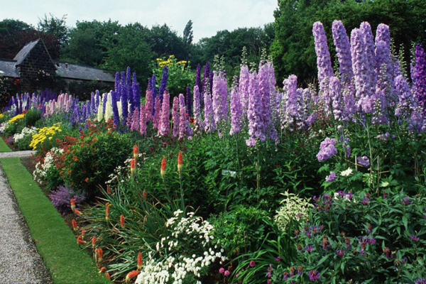 1629103682920638.jpeg 大花飛燕草2.jpeg