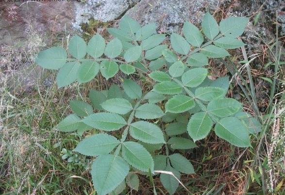 1629448575563778.jpg image.jpg