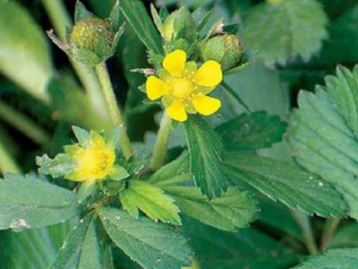 委陵菜種子播種方法？