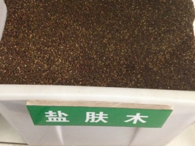 鹽膚木種子的播種季節(jié)？