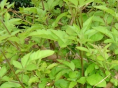 黃荊種子能發(fā)芽嗎