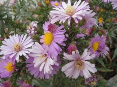 荷蘭菊種子播種、種植方法