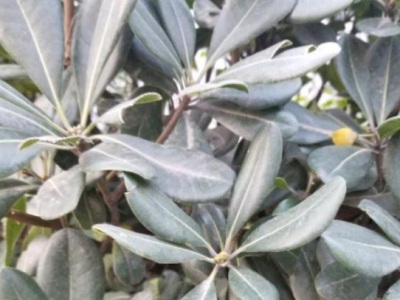 海桐種子什么時(shí)候播種？