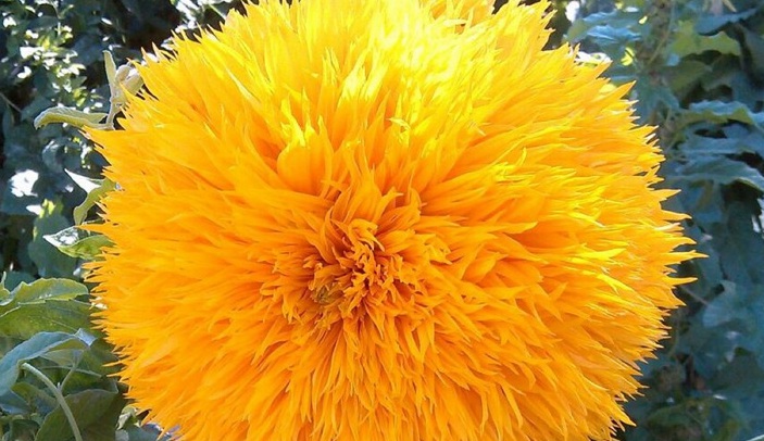 1630655929614569.jpg image.jpg