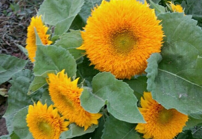 1630655944668669.jpg 1630655944668669.jpg