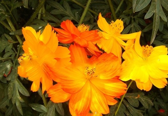 1631000296836900.jpg image.jpg