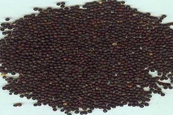 1631862470320709.jpeg 油菜種.jpeg