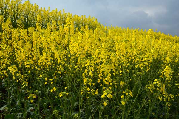 1631862479274442.jpeg 油菜2.jpeg