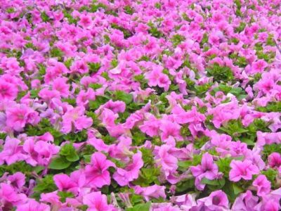 矮牽牛種子什么時(shí)候播種最好？