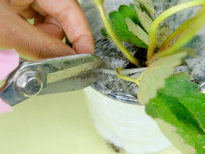 草莓種子幾月份播種？