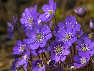 紫羅蘭種子適合什么環(huán)境播種？