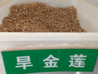 旱金蓮種子幾月播種最好？