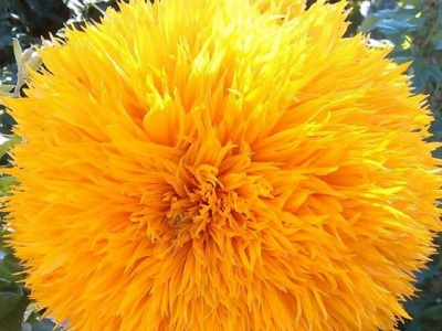 玩貝熊向日葵種子幾月份播種？