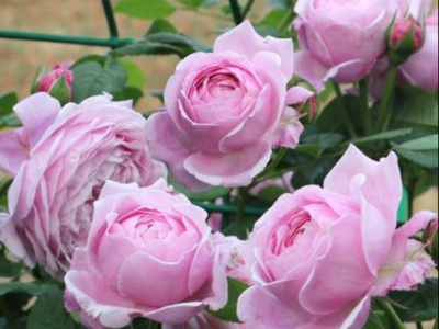 豐花玫瑰和四季玫瑰有什么區(qū)別？